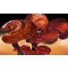 JATERNÍ ČAJ Z HUB REISHI 50 G (25 x 2 g)