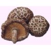 SUŠENÉ HOUBY SHIITAKE (HOUŽEVNATEC JEDLÝ) - 50 G