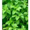 STÉVIE SLADKÁ (STEVIA REBAUDIANA BERTONI) SEMENA STÉVIE - 0,01G (CCA 10 KS)