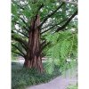 METASEKVOJ ČÍNSKÁ (METASEQUOIA GLYPTOSTROBOIDES) SEMENA METASEKVOJE - 10 KS