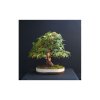 Javor pseudosieboldův korejský (Acer pseudosieboldianum) semena javoru - 3 ks