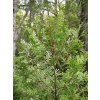 800px Austrocedrus chilensis branch 01