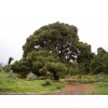 1024px Pinus canariensis (Santa Cruz) 01 ies