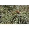 Pinus engelmannii foliage