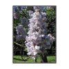 PAULOWNIE PLSTNATÁ (PAULOWNIA TOMENTOSA) - SEMENA PAULOVNIE - 100 KS