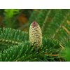 Abies fraseri cone