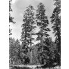 Abies magnifica near Mammoth Lakes