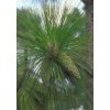 1280px Pinus palustris USDA1