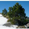 Pinus hartwegii Cofre de Perote (1)