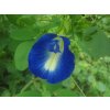 Clitoria ternatea butterfly pea flower Kambalakonda Visakhapatnam