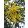 Acacia dealbata 1