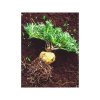 Maca horská žlutá (Lepidium meyenii) - semena macy - 20 ks