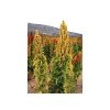 Merlík chilský - Quinoa, hnědá (Chenopodium Quinoa) semena - cca 20 ks