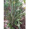 Bromelia karatas2
