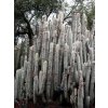Cleistocactus strausii Woolly Torch, Huntington Desert Garden