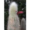 Cleistocactus strausii (70387)