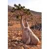 Desert Rose Bottle Tree, Socotra Island (15534436912)