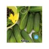 OKURKA NAKLÁDAČKA JEMNOOSTNÁ F1 FATIMA (CUCUMIS SATIVUS) - SEMENA OKURKY - 1 G (CCA 30 KS)