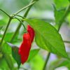 Bio Habanero Maya Red Chili Samen 03