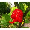 CAROLINA REAPER, EXTRÉMNĚ PÁLIVÉ CHILLI PAPRIČKY - SEMENA PAPRIČEK - 5 KS