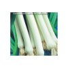 PÓR LETNÍ GOLEM (ALLIUM PORRUM L.) - SEMENA PÓRKU - 1,5 G (CCA 400 KS)