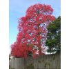 Illawarra Flame Tree