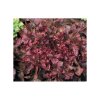 Salát listový červenolistý Redin - semena salátu 0,4 g, 320 ks