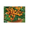 RAJČE BALKONOVÉ KEŘÍČKOVÉ ORANŽOVÉ VENUS (SOLANUM LYCOPERSICUM) - SEMENA RAJČAT 0,15 G (CCA 50-70 KS)