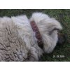 Kožený obojek 4 cm široký (Barva kůže Bordo)