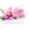 Sasami Orchidea (Orchidej) Aroma