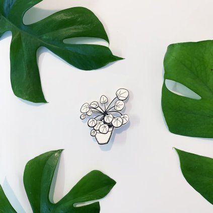 Brož Bramboo Pilea