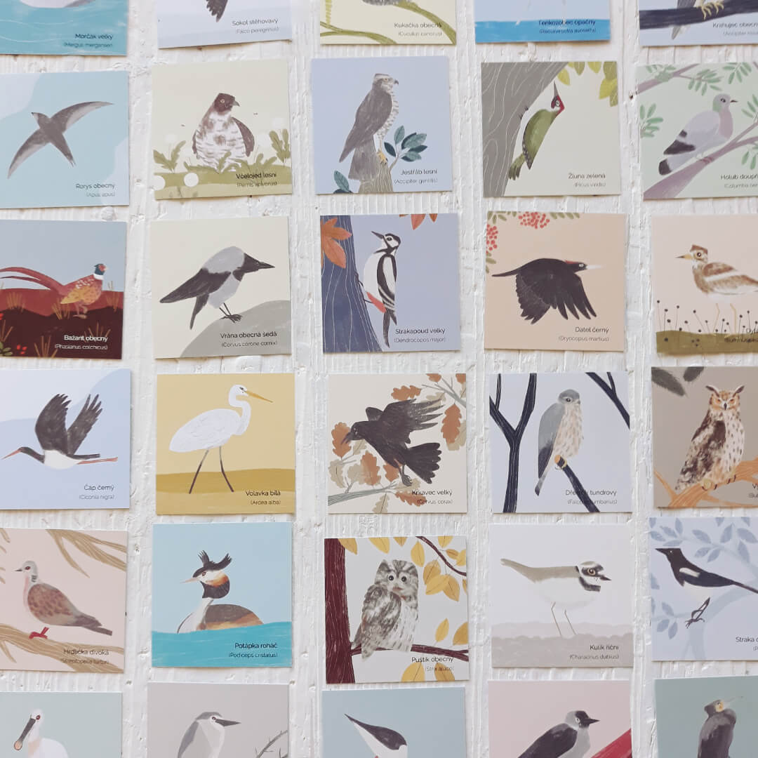 Pexeso Markét Ilustrace Ptáci