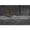 37994 1 nausnice intimity trojuhelniky variabilni