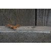 37994 2 nausnice intimity trojuhelniky variabilni