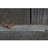 37997 3 nausnice intimity kruhy variabilni