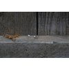 38000 1 nausnice intimity ctverec variabilni