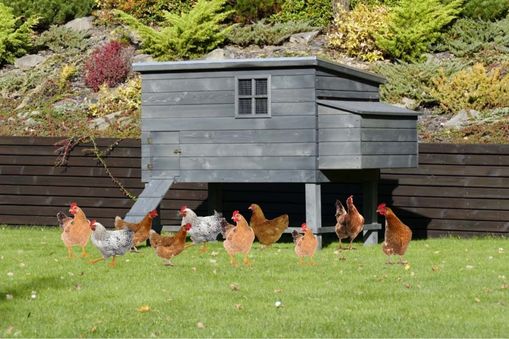 Aký veľký kurín je potrebný pre 10 sliepok?