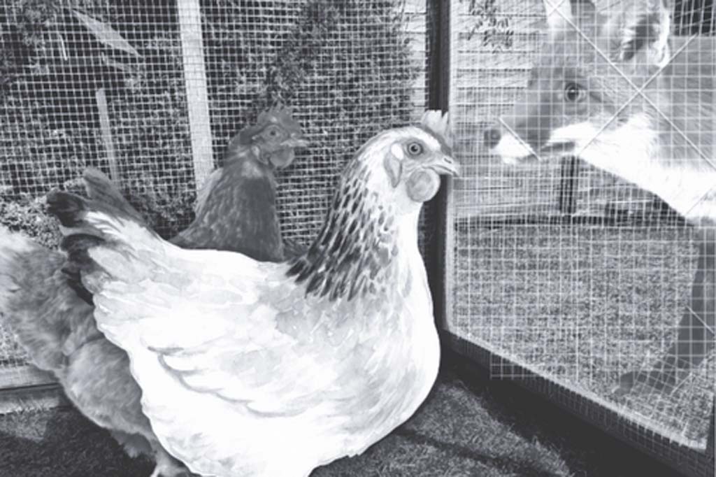 Oplotenie pre sliepky?