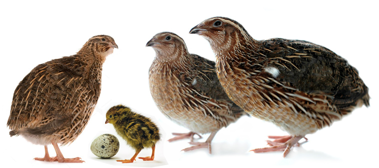 Hledáte vhodnou klec, kurník pro křepelky ? Poradíme Vám