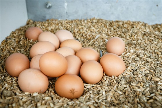 Vajíčka až za 10Kč ? Chovejte vlastní slepice v mobilním kurníku a mějte domácí vajíčka