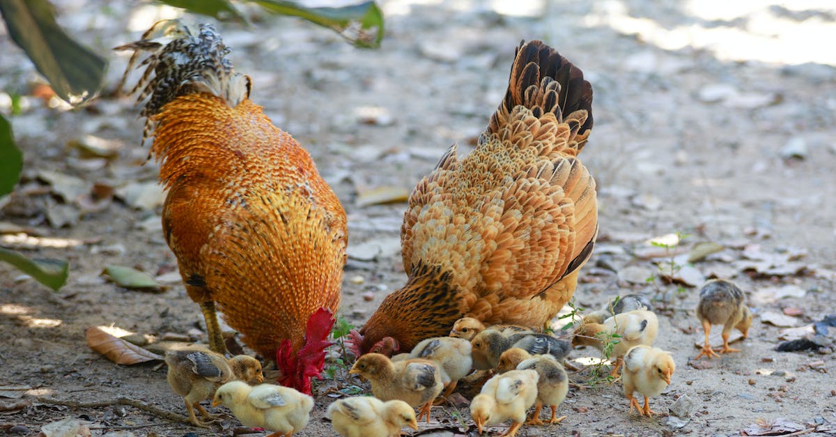 Jak správně chovat slepice
