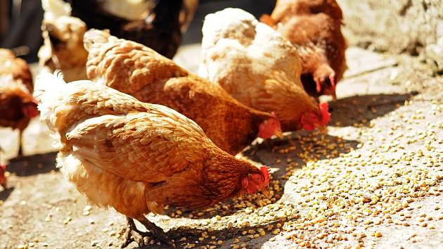 Jak často krmit slepice