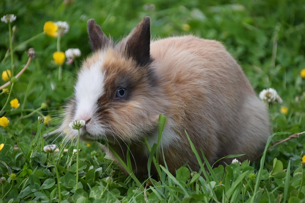 Králík - základem chovu je kvalitní králíkárna