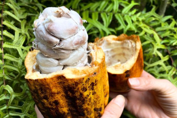 Čerstvý kakaový bob jako lahodné ovoce?