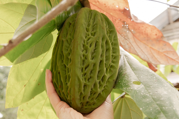 Pataste: bílý bratranec kakaa, o kterém skoro nikdo neví