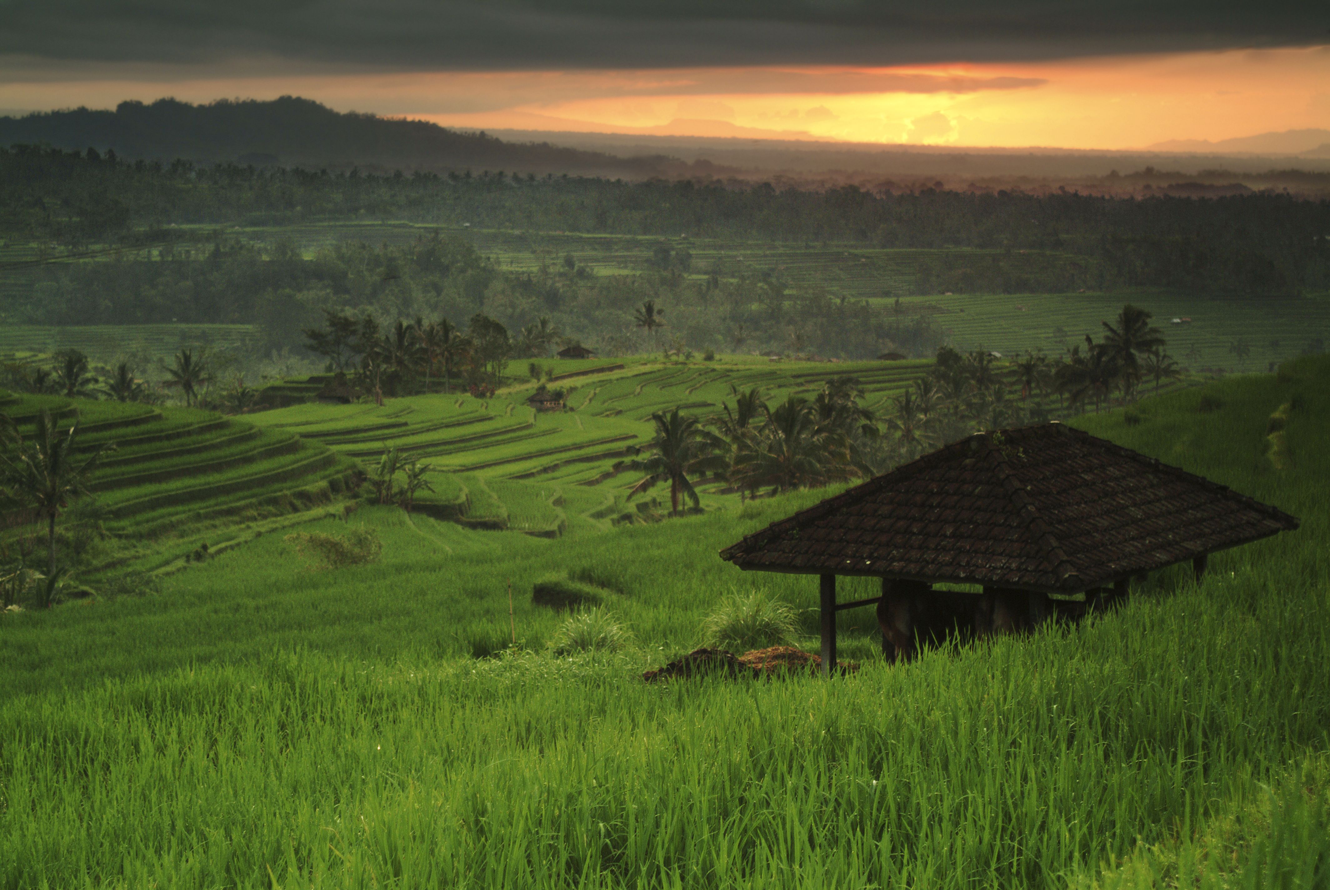 bali