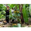 KusKakaa Peru Piura s Farmarem01