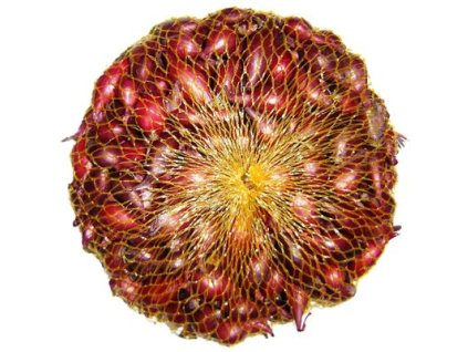 Cibuľa sadzačka červená KARMEN 7-14mm 250g