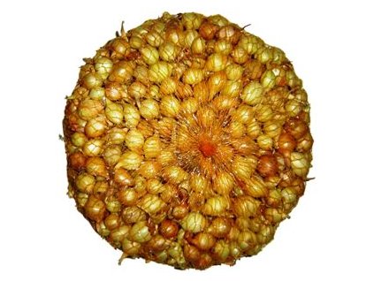 Cibuľa sadzačka ŠTUTGARTSKÁ 250g 8-21mm