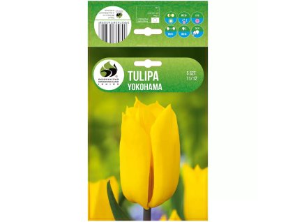 Tulipán Yokohama 5ks